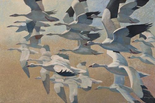 heartbeat-of-leafy-limbs - KEITH SHACKLETON Snowgeese [1957]