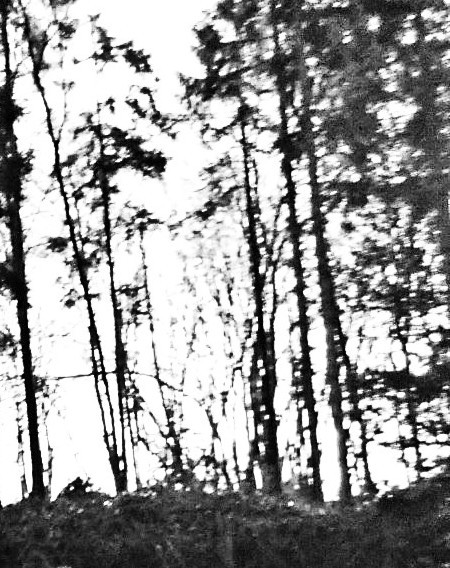 #forest #dark #bw #surreal #grey #death