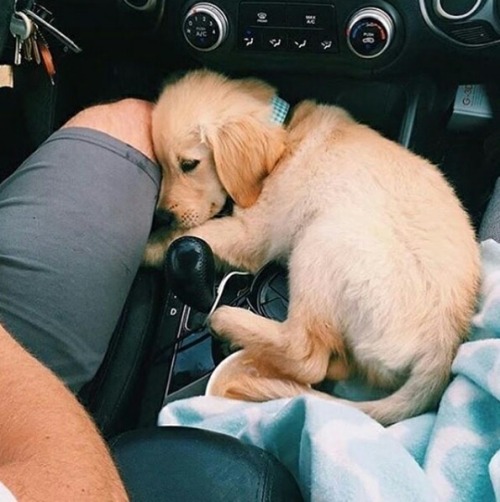 babydogdoo - The dogs love the car
