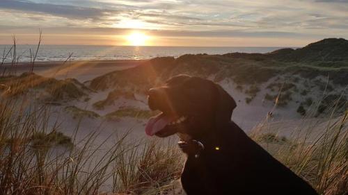 doggopupperforpres - Frank enjoying the beach.