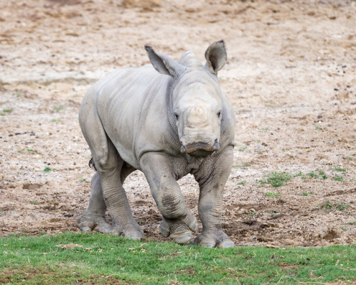 sdzoo:Baby rhino, Justin at the San Diego Zoo Safari...
