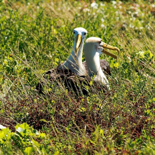Breading pair of Wave Albatross on Punta Suárez Española | April...