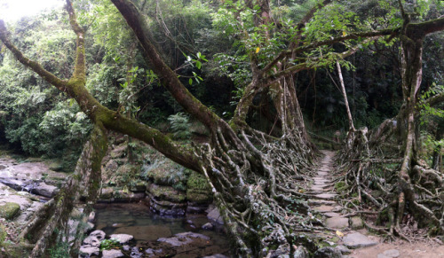 atlasobscura - The Root Bridges of Cherrapunji - Shillong,...