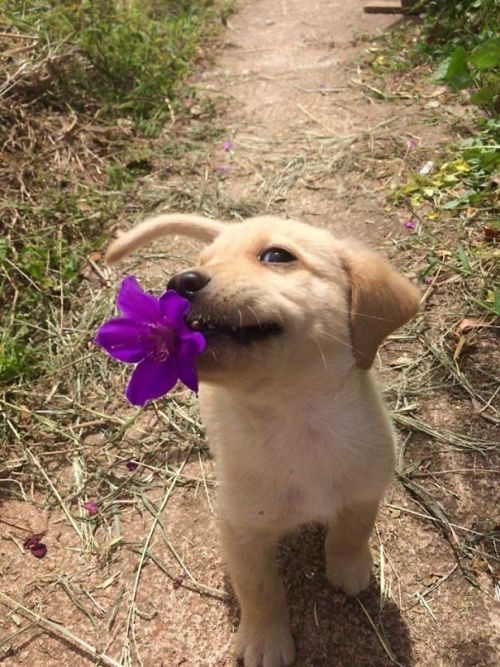 awwcutepets - A gift for you!