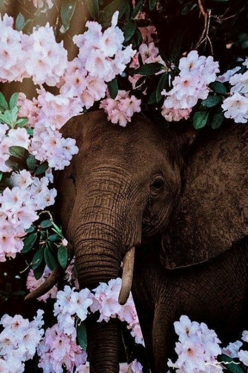 somos-deseos - -Elefante (Cute)-Artista - David Boy....