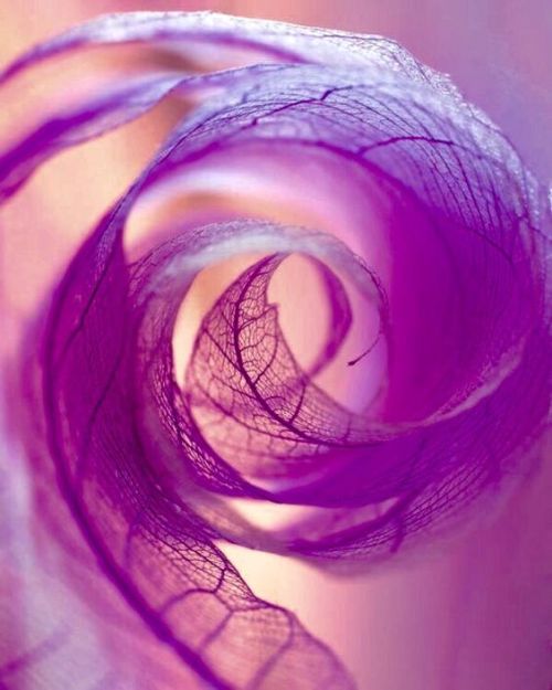chasingrainbowsforever - Colors ~ Purple