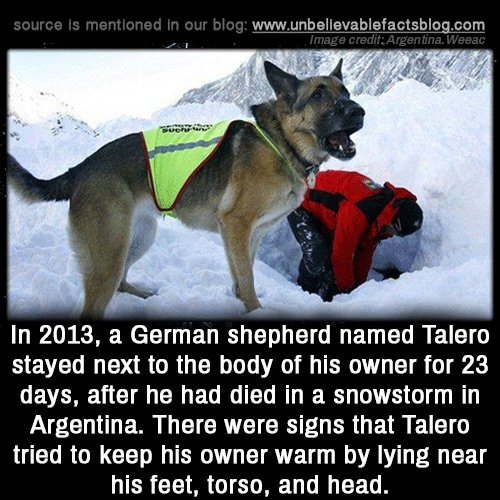 unbelievable-facts - In 2013, a German shepherd named Talero...