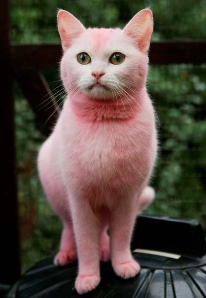  pastel cat on Tumblr