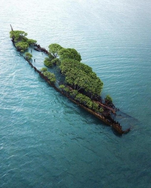 unexplained-mysteries:Nature taking over an abandoned ship in...