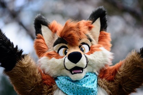 fursuitpursuits - RT @KomodoKitty - A @MapleFoxeh in the park. Go...