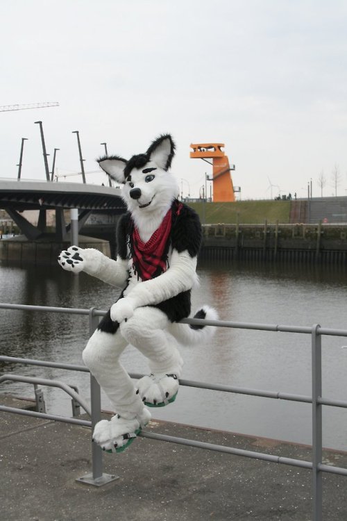 fursuitpursuits - RT @HieroHusky - Sitting on the top of the bay...