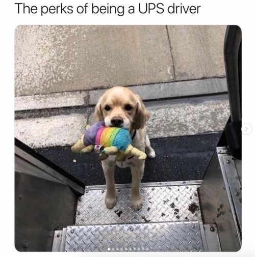 babyanimalgifs - A dream.Follow @ups-dogs for more posts like...