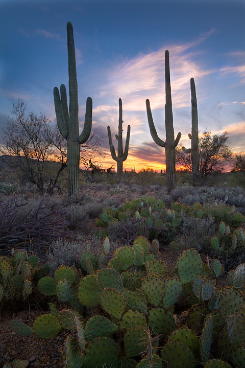 phantastrophe - Saguaro National Park, Arizona...