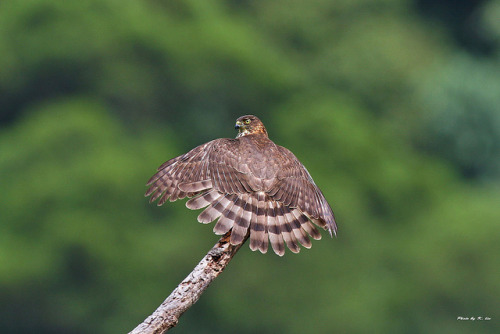 theraptorcage - Besra (Sparrowhawk)