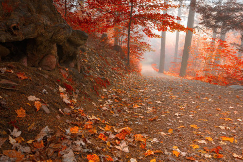 bookofoctober:Misty Autumn Wonderland Trail by...