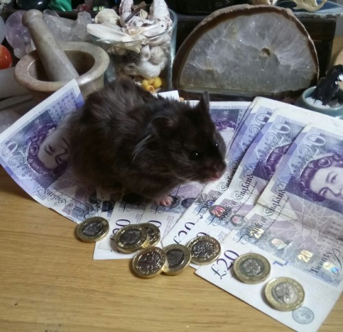 corpsebod - ✨ You have been visited by the rodent of wealth ...