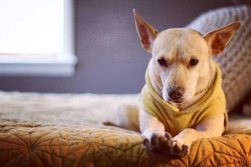 doggopupperforpres - Reginald looking dapper in his sweater