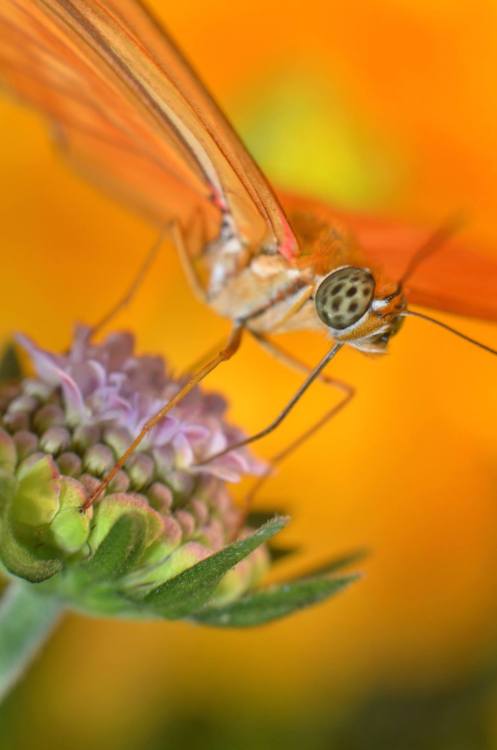 Butterfly Jungle | photos by Ion Moe