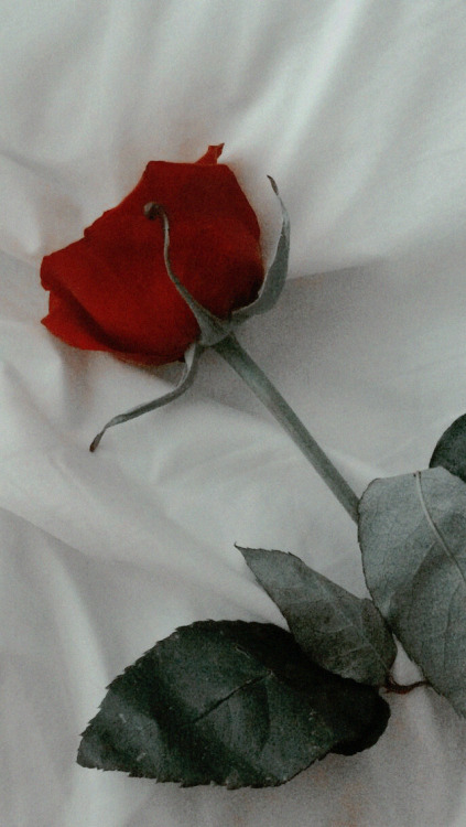 eletragesi: Dark Red Roses Tumblr Images