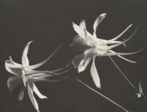 fragrantblossoms - Sonya Noskowiak (1900 - 1975), Untitled, 1930....