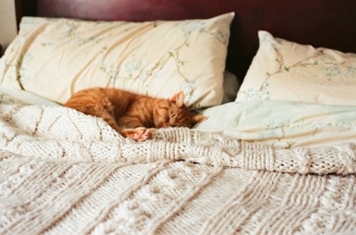 warmsocks-warmdrinks - cozy cat