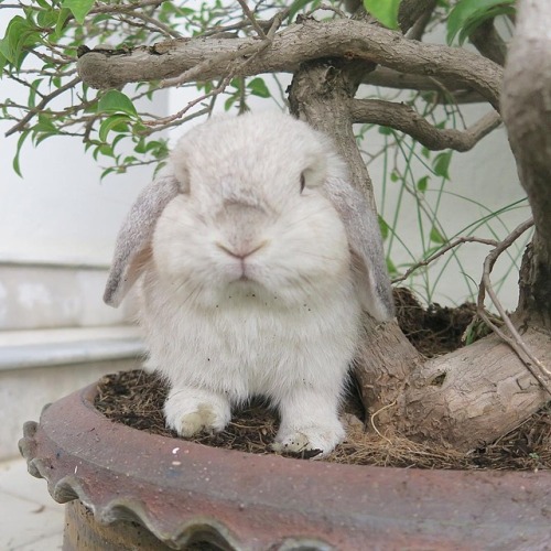 adorable-bunnies - ❤️I love bunny rabbit