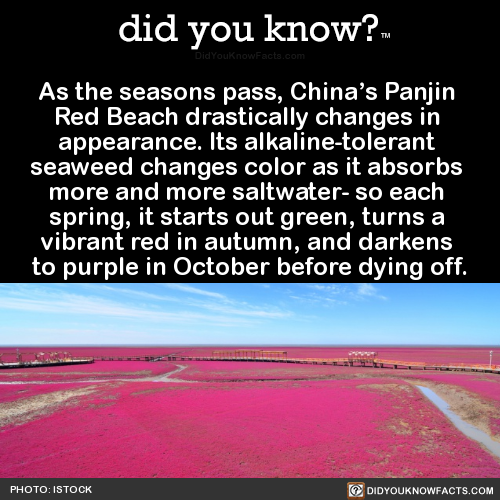 as-the-seasons-pass-chinas-panjin-red-beach