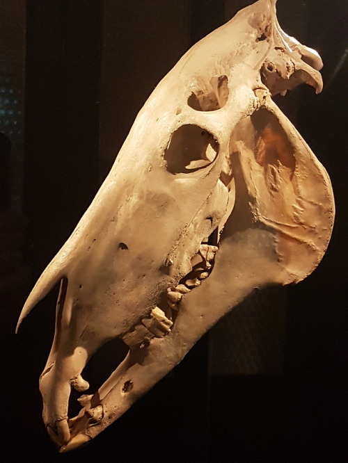 Manchester Museum again. The skull of ‘Billy’ the...