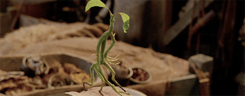 thedailyquibbler - Pickett the Bowtruckle.