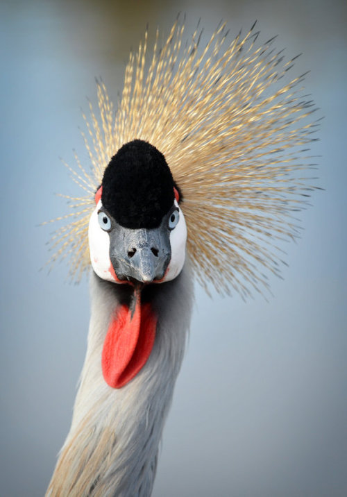 ridiculousbirdfaces - Full Frontal byNikki-vdpGrey Crowned...