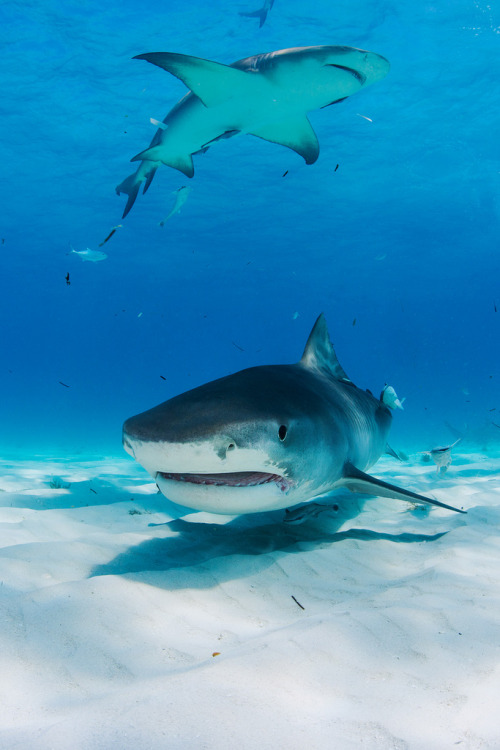 10bullets:2013 Bahamas 42 422 Tiger Beach Tiger shark (by...