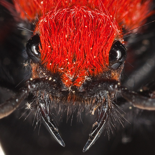 ainawgsd:Velvet AntsThe Mutillidae are a family of more than...