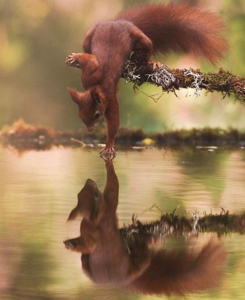 0ffriended:sixpenceee:Squirrel touching water by Marco...