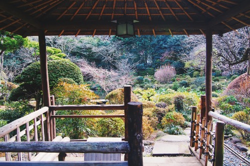 tokyogems - found a beautiful, quiet garden in hakone.吉井旅館の庭園。