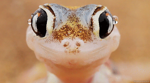 spikeghost - biomorphosis - This is a ghostly web-footed gecko,...