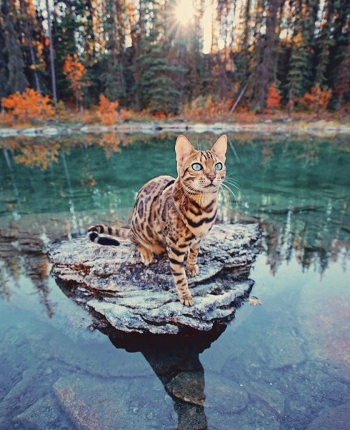 animals-lovers - (Source)Beautiful cat in beautiful scenes.