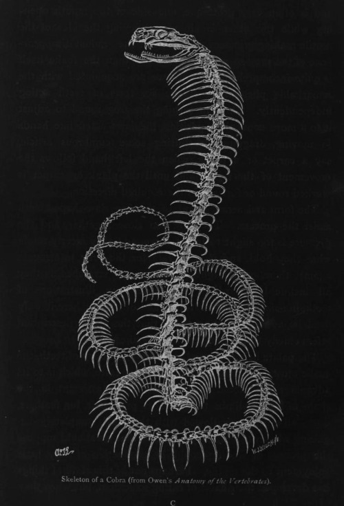 chaosophia218 - Skeletal Structure of a Cobra (from Owen’s Anatomy...