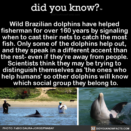 wild-brazilian-dolphins-have-helped-fisherman-for
