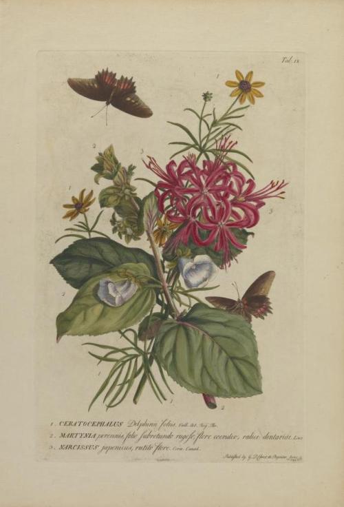heaveninawildflower - Botanical illustrations with lepidoptera...