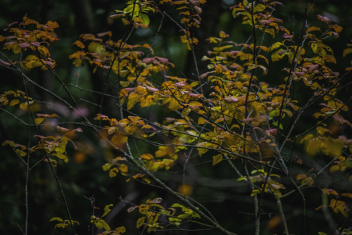 garettphotography - Autumn Beginnings | GarettPhotography