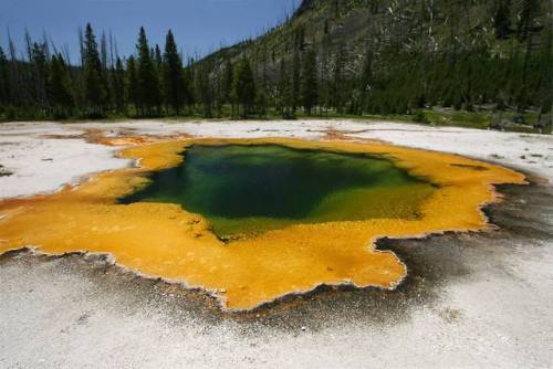typhlonectes - The “Emerald Pool”, Black Basin, Yellowstone...
