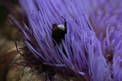 tenaflyviper - Sleeping bumblebees (or, as I like to call them,...