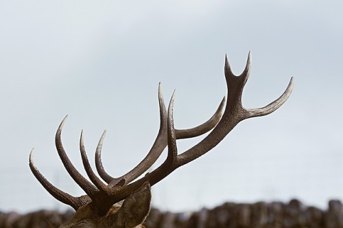 cyrenarose:Elk Antlers