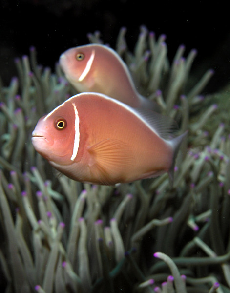 cool-critters - Pink skunk clownfish (Amphiprion perideraion)The...