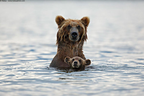 boredpanda:15+ Un-Bear-Ably Cute Momma Bears Teaching Their...