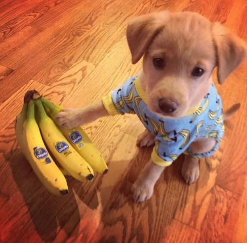 animalrates - This is Piper. Has an obsession with bananas. Will...
