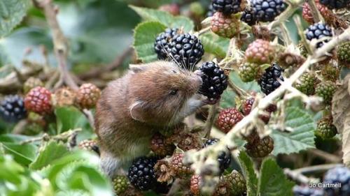pagewoman - Bank vole feasting on blackberries by Jo Cartmell