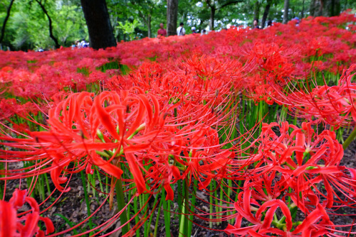 kiichilog - 2018.9.17 巾着田曼珠沙華秋は花も木も、赤がきれい。