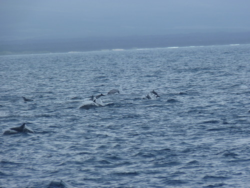 There were over 100 Common Dolphins (Delphinus delphis) that...