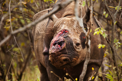 tamorapierce - nubbsgalore - september 22 is world rhino day,...